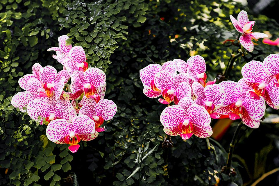 Flowers In Botanic Garden